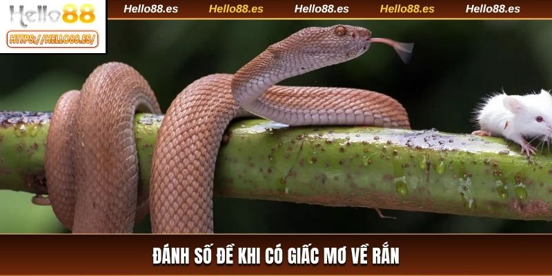 Đánh số đề khi có giấc mơ về rắn