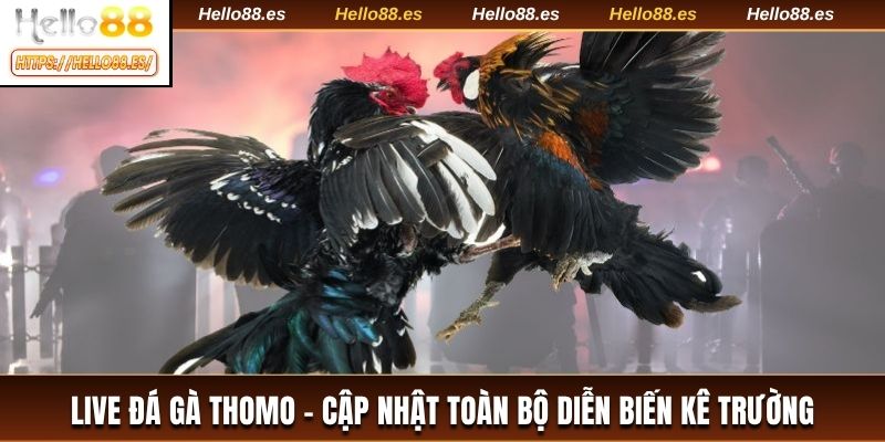 Live đá gà Thomo