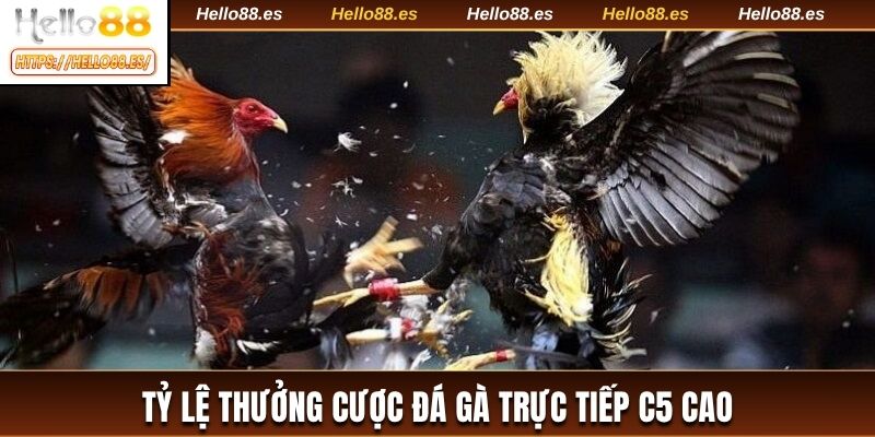 Tỷ lệ thưởng cược đá gà trực tiếp C5 cao
